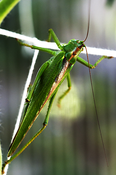 Hepokatti4 600px.jpg - The Great Green Bush cricket - Tettigonia viridissima